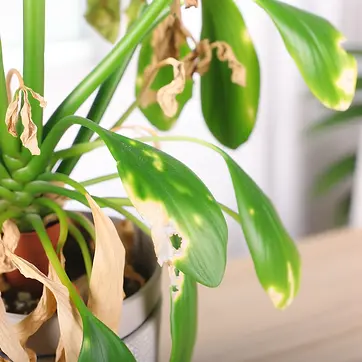 root burn or scorch in houseplants.jpeg