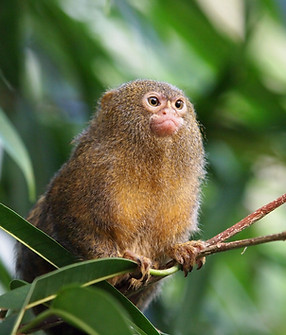 bra_pygmy_marmoset_monkey_amazon_shutterstock_151084784.jpg