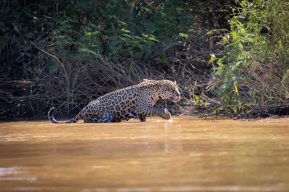 Nature and Wildlife of Brazil