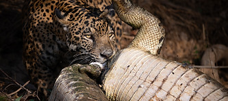 jaguar eating a caiman in pantanal brazil