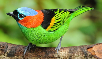 Tangara in atlantic forest brazil