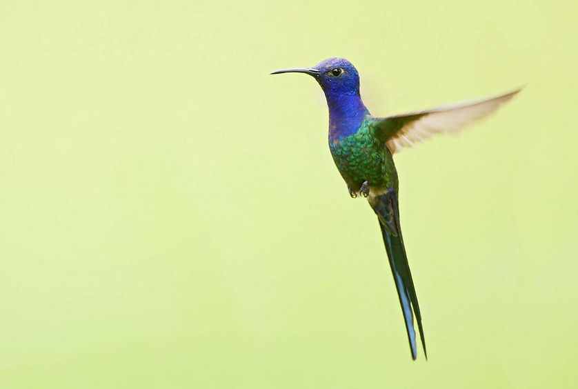 Colibri 1_edited.jpg