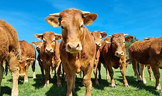 vaches viandes vache viande bonheur sourire outils