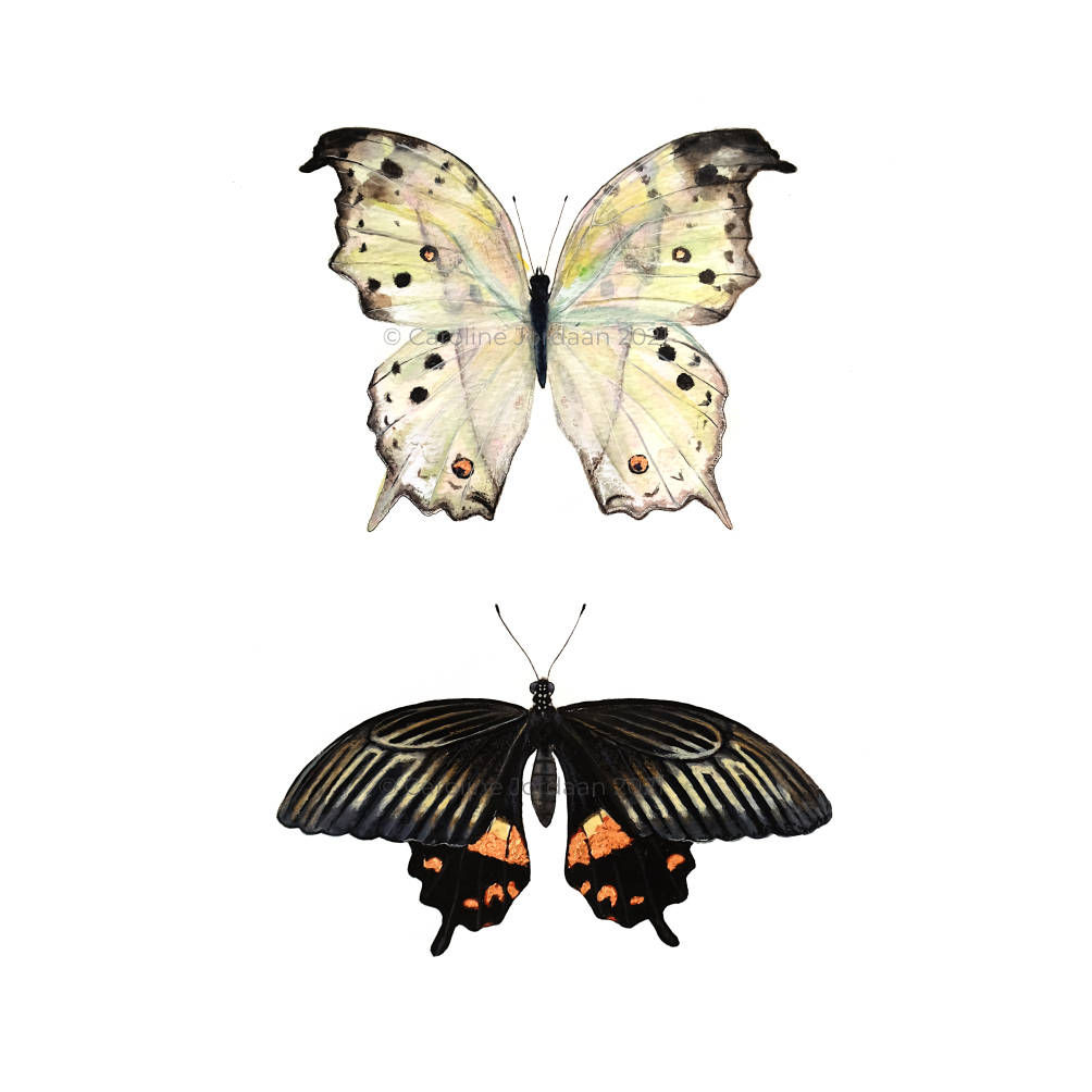 Butterflies: MotherOfPearl & Rose Swallowtail