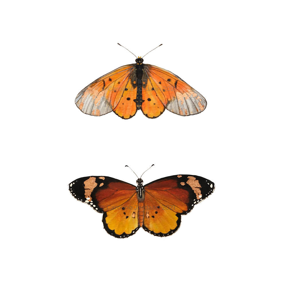 Butterflies: Garden Acraea & African Monarch
