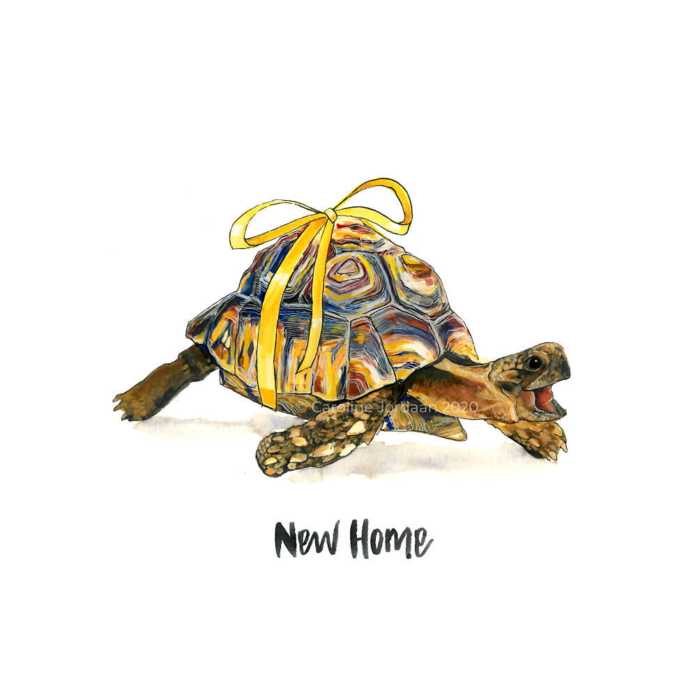 Tortoise New Home