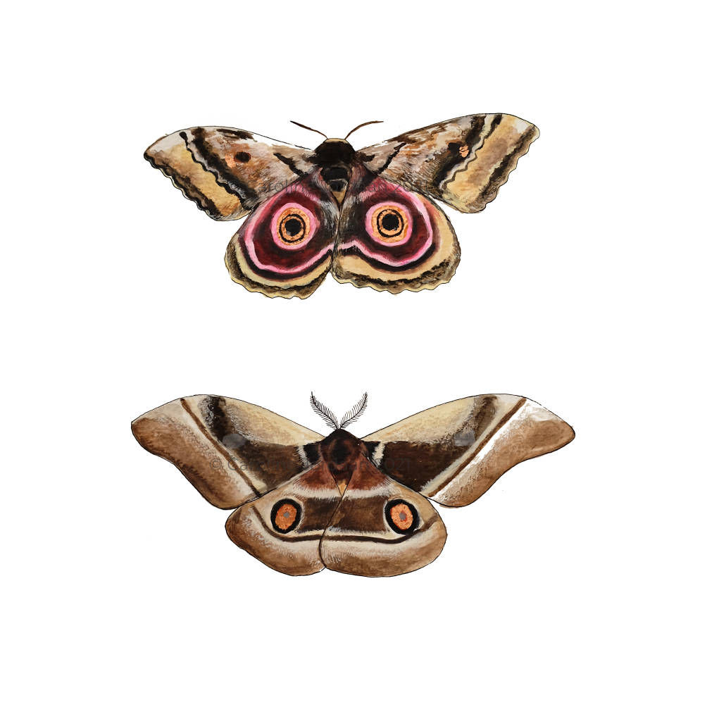 Beautiful Moth card, butterfly birthday card, watercolour, Curious Creations, art, Butterfly painting