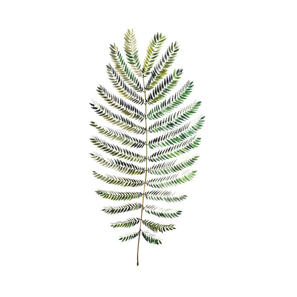 botanical drawing, nature, illustration, watercolour, greenery, leaf, fern, art, Beautiful card, Birthday card, floral