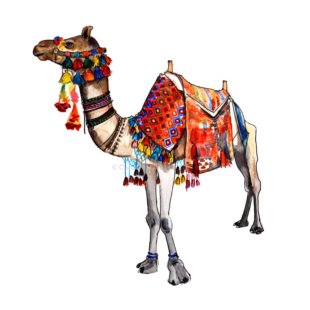Camel