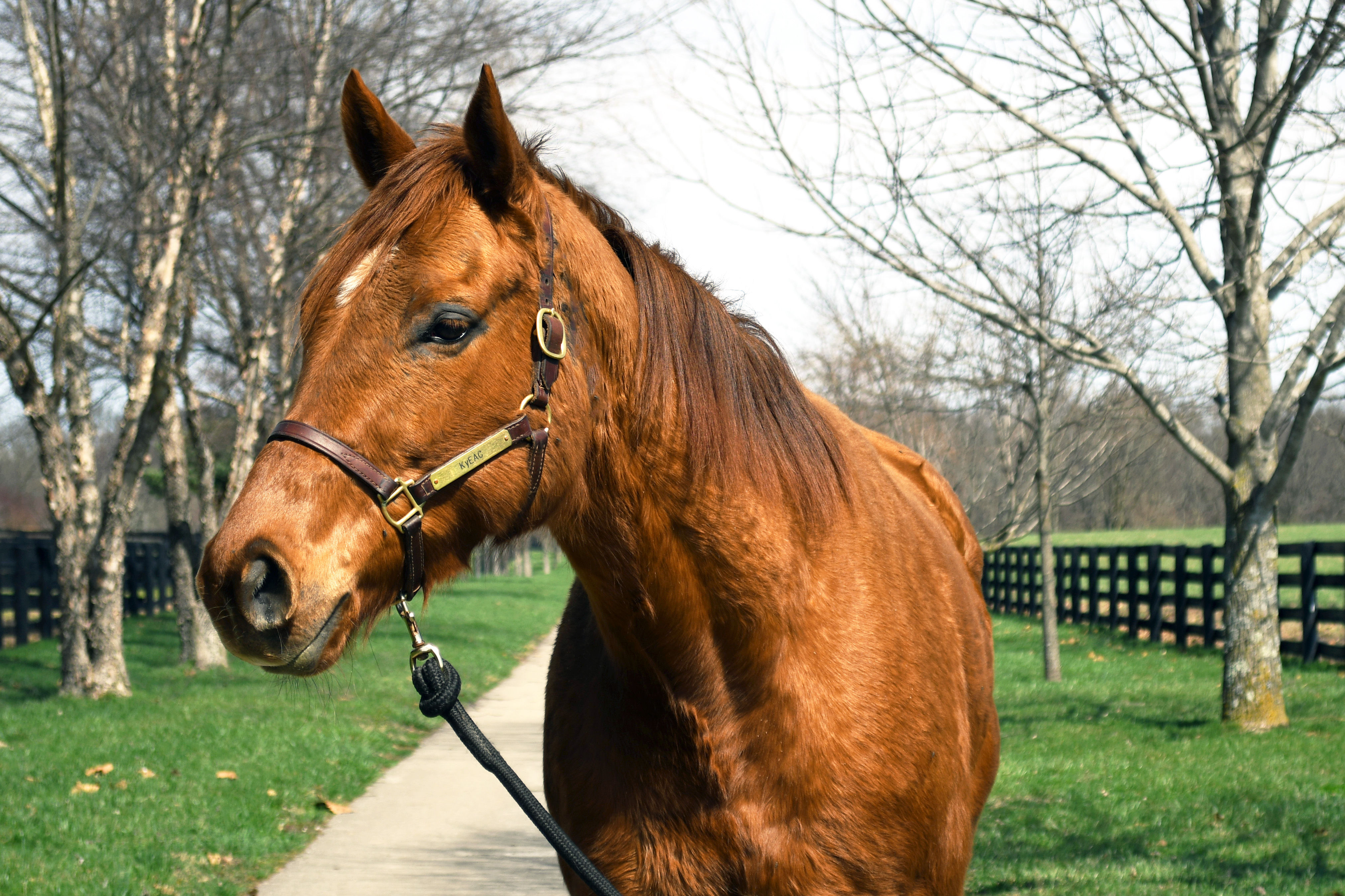 Sweet Voyage (Calypso)