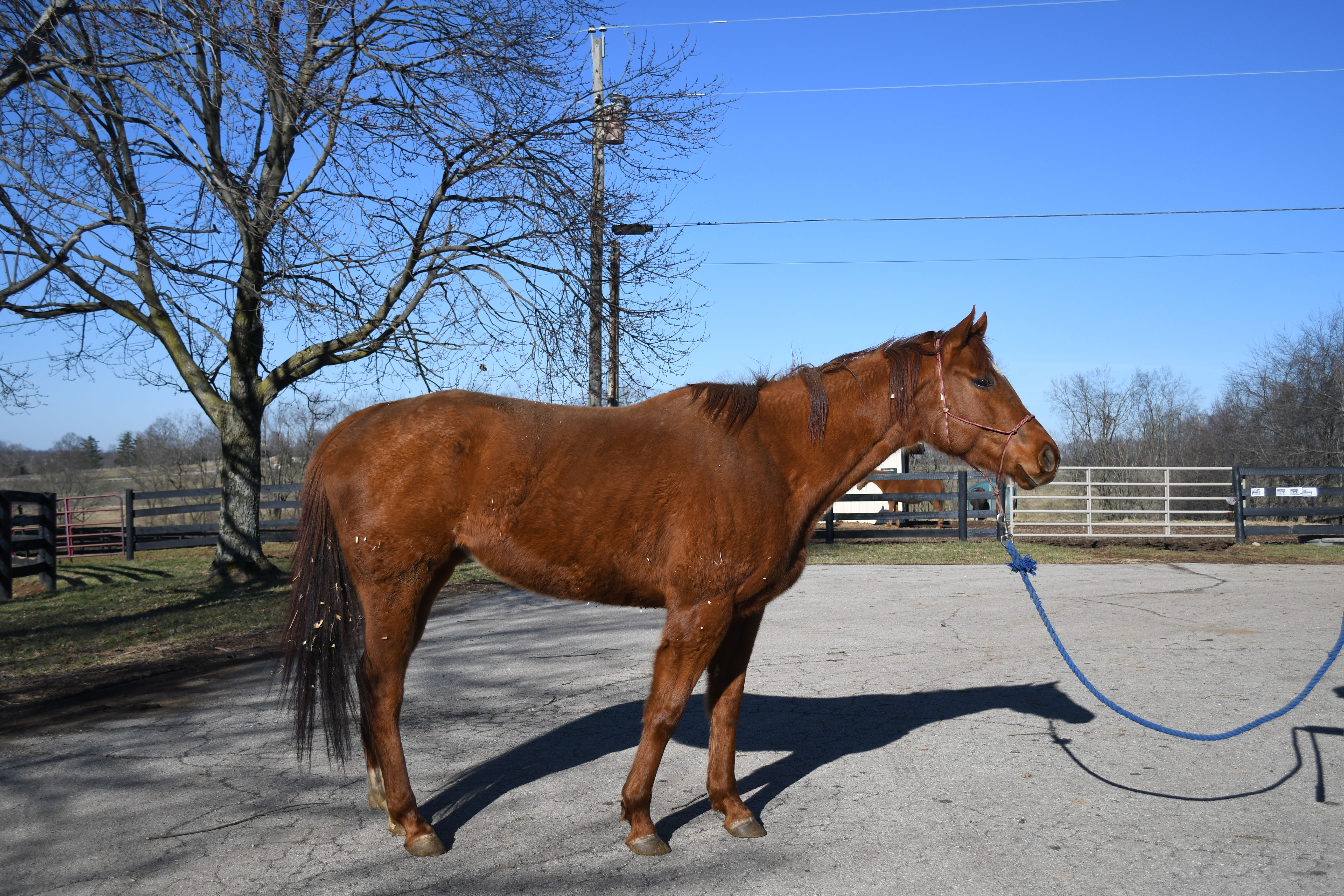 Sweet Voyage (Calypso)