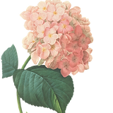 ピンクの花のイラスト2 
