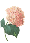 Pink Blossoms Illustration 2