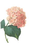 Pink Blossoms Illustration 2