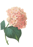 -De-rosa das flores Ilustração 2