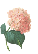 -De-rosa das flores Ilustração 2