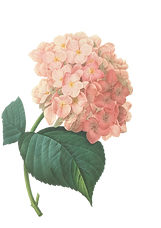 Pink Blossoms Illustration 2