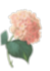 Pink Blossoms Illustration 2