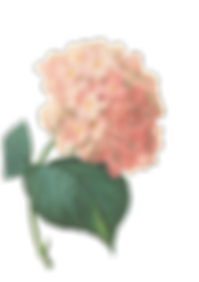 Pink Blossoms Illustration 2