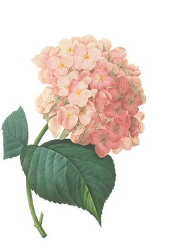 Pink Hydrangea Illustration