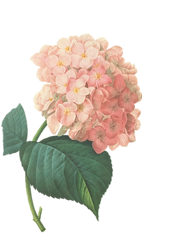 Pink Blossoms Illustration 2
