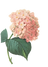 Rosa fiori di illustrazione 2
