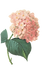 Rosa fiori di illustrazione 2