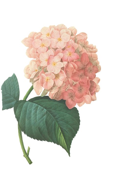Pink Blossoms Illustration 2