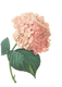 Pink Blossoms Illustration 2
