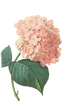 Rosa Blüten Abbildung 2