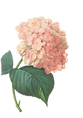 hydrangea