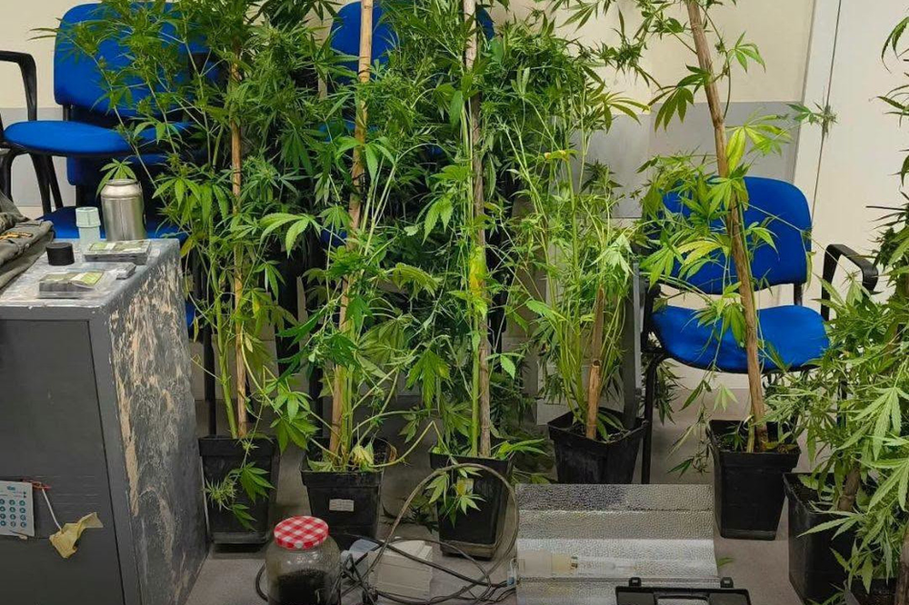 PSP "blocca" coltivazione di cannabis nel comune di Vila Franca