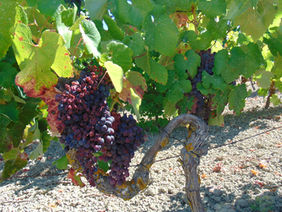 Prejuízos nas vinhas podem chegar aos 70 por cento