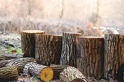 abeille-compost-tronc-souches.webp