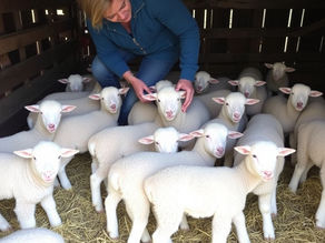 🌷 Spring on the Farm: Lambing Season Begins 🐑