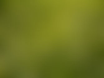 Lets talk Cover Crops...