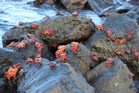 Sally lightfoot crabs on Mosquera island - Smaller .JPG