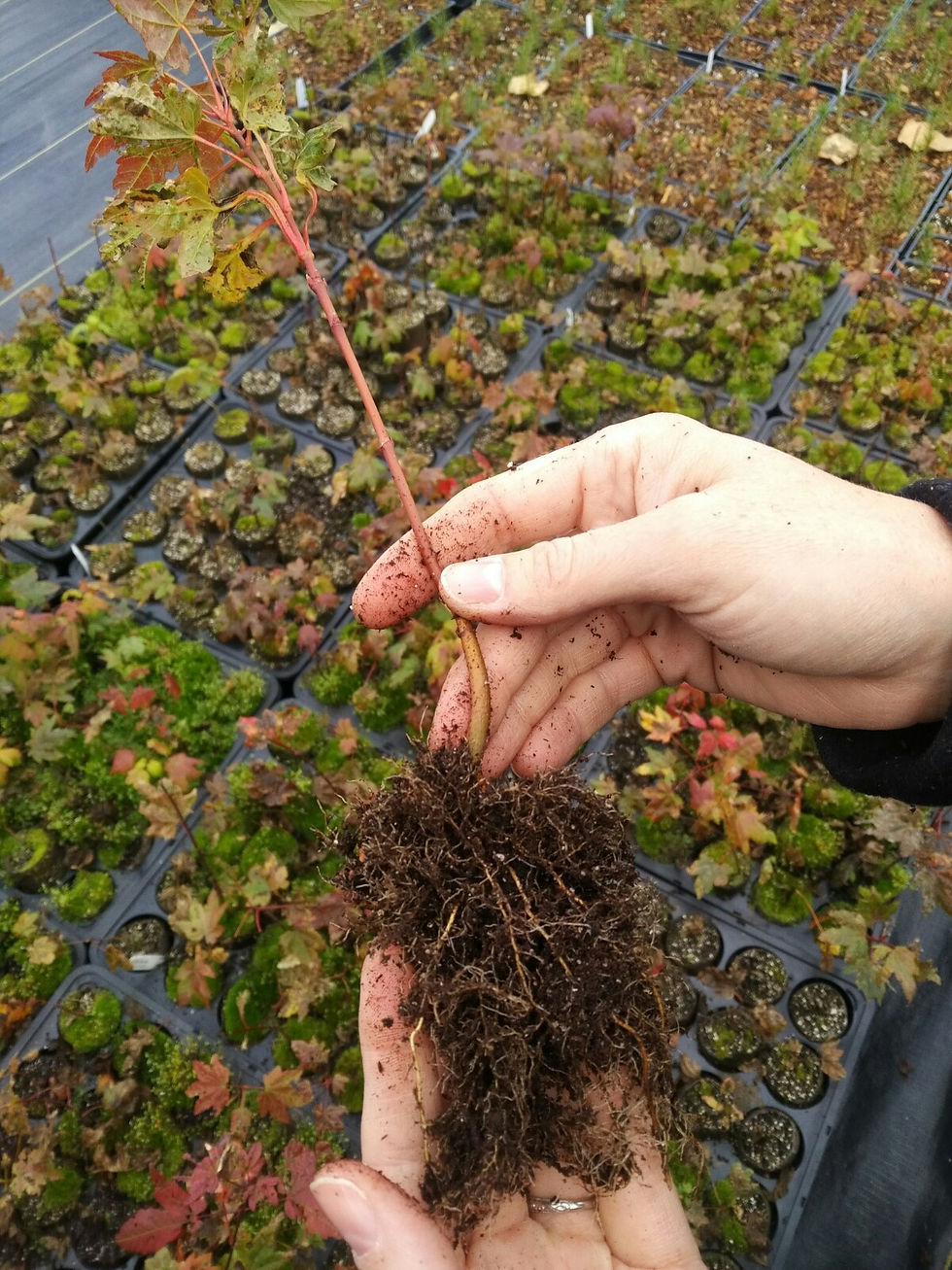 Linnaea Vine Maple 60mm RootSmart (7)