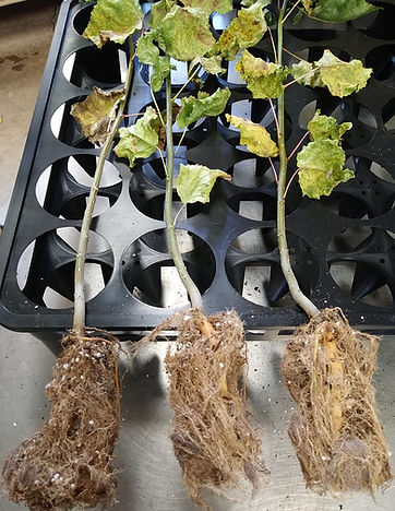 Healthy Root Structure