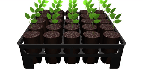 RootSmart Air-Root Pruning