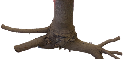 Semi Open Tray (Tree 1-11 Populus).png