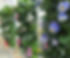 AFP_Primula PansiesSakata Spring Trial_2.jpg