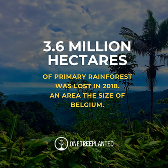 3.6 million hectors of rainforest was lost in 2018