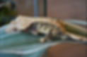 IMG_9429.jpeg