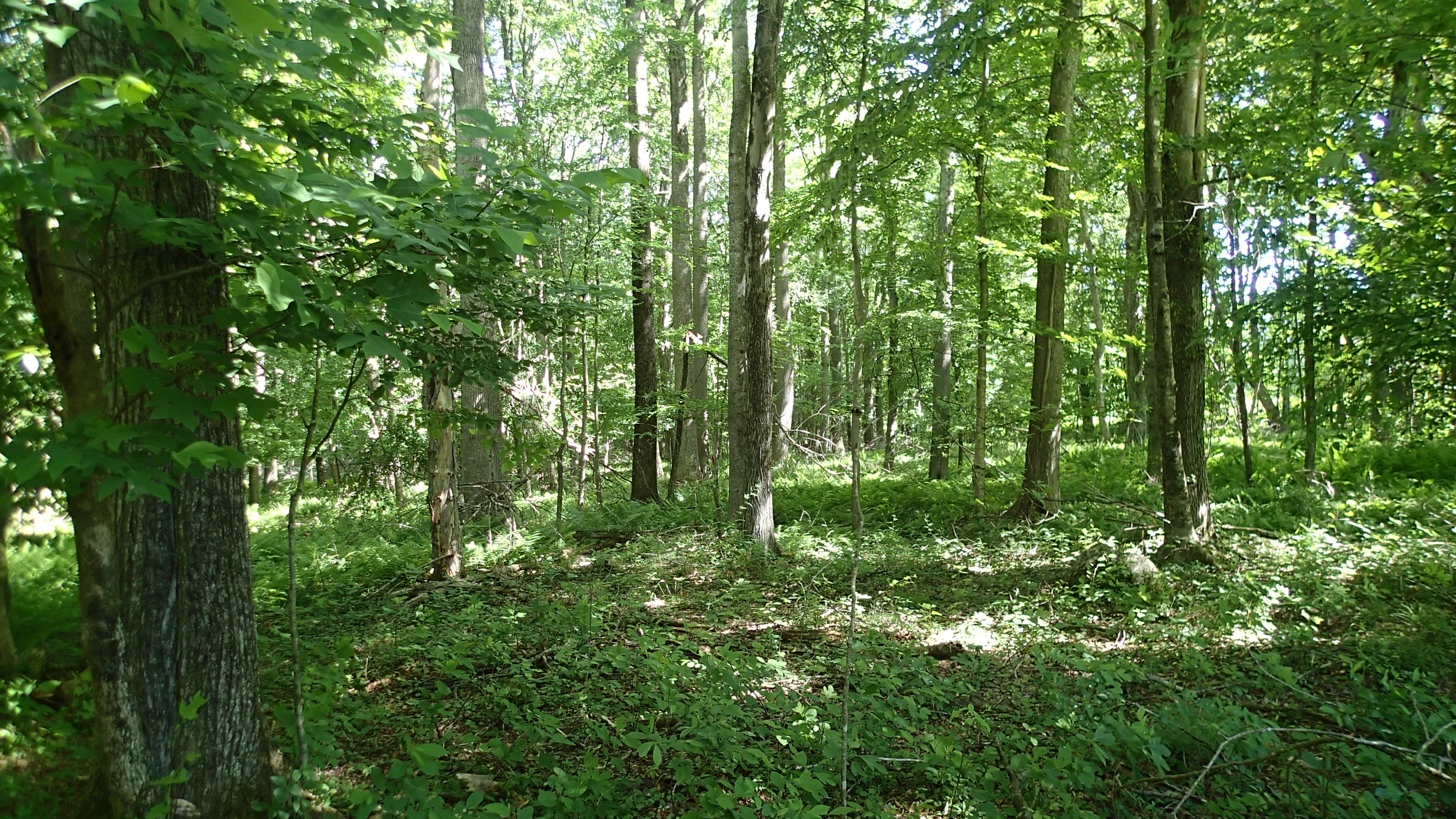 East Haddam Land Trust Home