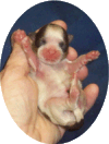 Newborn Shih-tzu