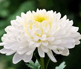 White-Chrysanthemum.webp