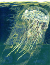 jellyfish-med.jpg
