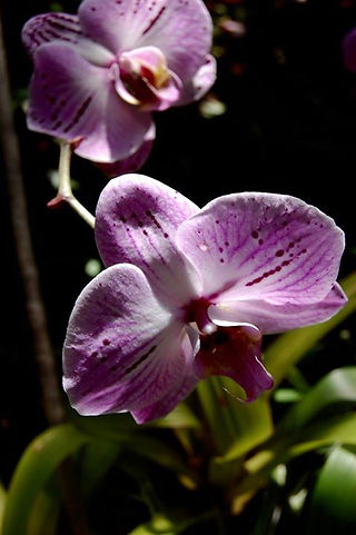 Phipps Conservatory and Botanical Gardens, Pittsburgh PA