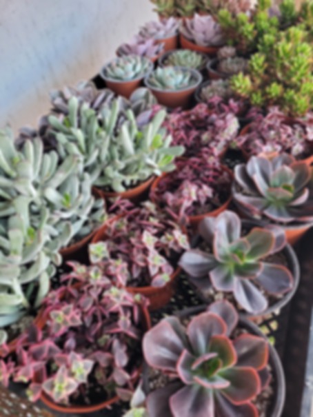 4 inch succulents